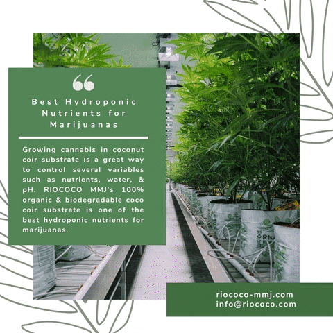 Hydroponic Cannabis Growing GIF