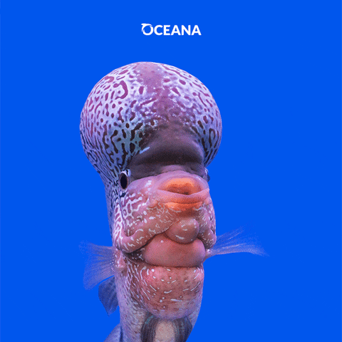 OceanaEnMexico oceanaenmexico chistepez GIF