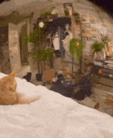 Suspicious Cat GIF