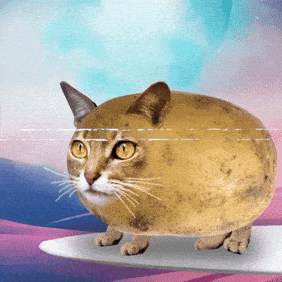 Cat Wtf GIF by Bubble Punk