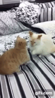 cat fight GIF cat fight GIF