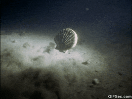 page forum GIF