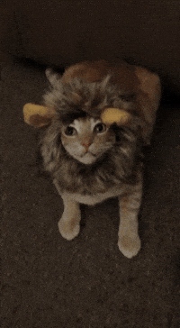 Angry Leave Me Alone GIF by AFV Pets