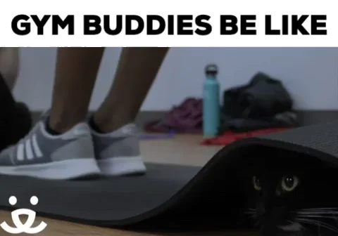 Cat Reaction GIF