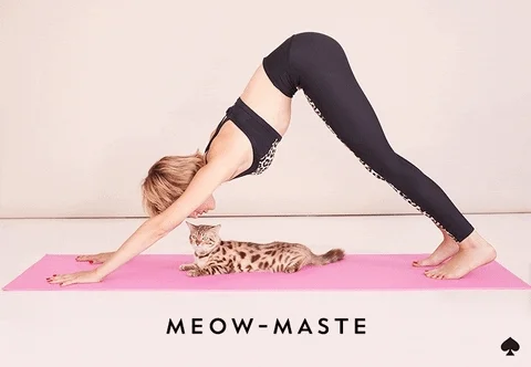 cat GIF