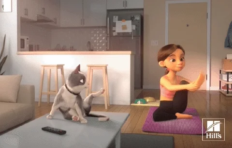 Dog Food Cat GIF