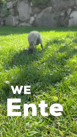 Duck GIF