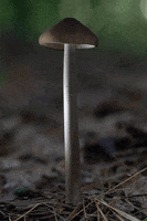 The Woods Animation GIF by brittany bartley