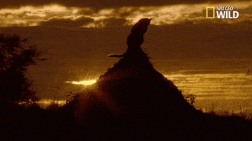 nat geo big cat week GIF by Nat Geo Wild 