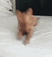 Happy Dog GIF by Tikivideo