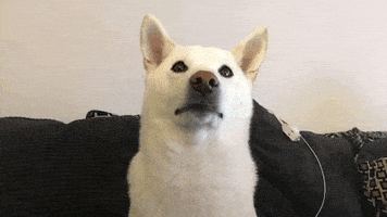 shiba inu what GIF by KeepUpWithJaz