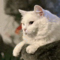 White Cat GIF by Maryanne Chisholm - MCArtist