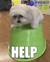 Dog Reaction GIF by ProBit Global