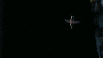 robot technology GIF by TED