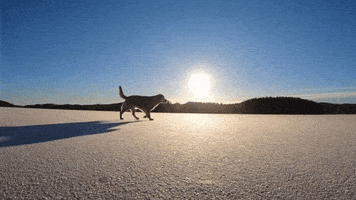 Golden Retriever Dogs GIF by Mall Grab