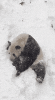 National Zoo Snow GIF by Mic