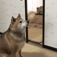 doge GIF