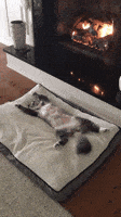 Cat Cuteness GIF