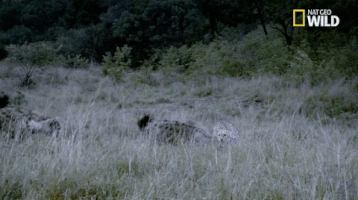 african cats big cat week GIF by Nat Geo Wild 