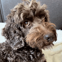 Bored Brown Dog GIF