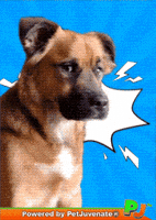 Paris What GIF by PetJuvenate - PJ