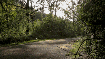 forest perfect loop GIF by Living Stills
