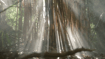 smoke forest GIF by Living Stills