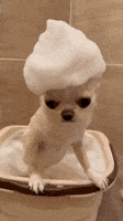 trending GIF