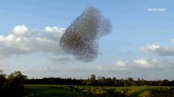 Hoe een zwerm vogels bijna het Midden-Oosten in brand zette