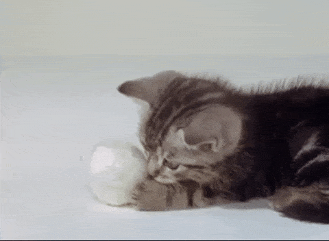 Kitten Diptyque GIF by Arrow Academy