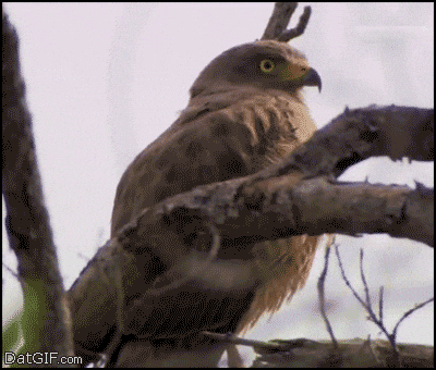 Smart hawks, infected agents, and a strong drink
