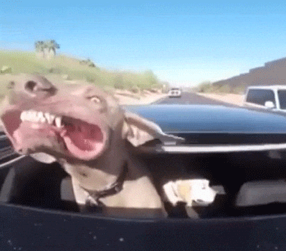 🚗 Pet Travel 101: Safe Summer Adventures On the Go
