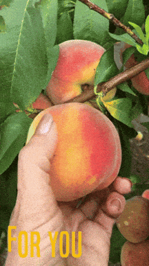 How to Get Rich Picking Apples (and Cherries): The Juicy Truth Behind Pick-Your-Own Farms