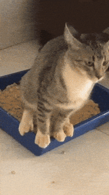 🛁 The Bark-Byte – The Purrfect Clean: Vol. 4: The Scoop on Litter Box Hygiene