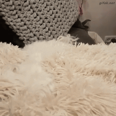 Dog Pup GIF