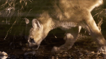 Missouri Man Convicted in the Illegal Killing of the 800-mile Mountain Lion 🐈