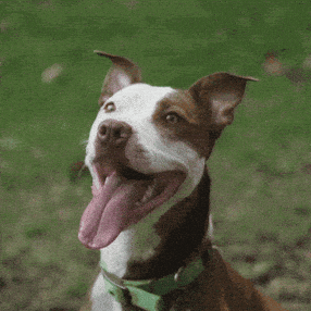 Dog Food GIF by Diamond Pet Foods