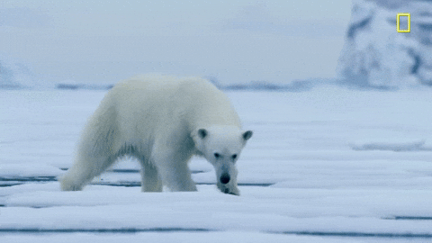 Activists Slam Polar Bear Hunters and Quickly Get Put in Their Place ✊