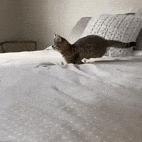 Cat Jumping GIF by JustViral.Net