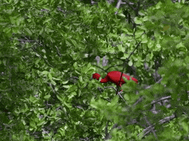 toronto international film festival caroni GIF by TIFF