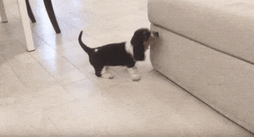 Dog Oops GIF