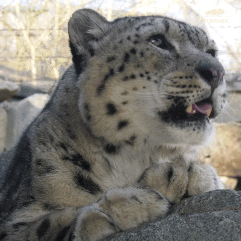 Giphy - Tired Go To Sleep GIF by Tierpark Berlin