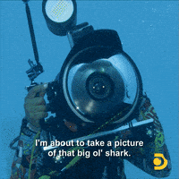 Tiffany Haddish GIF by Shark Week