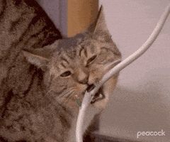 Gnawing Season 5 GIF by The Office