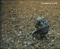 🎁 Bonus Fofocoins : La réponse surprise