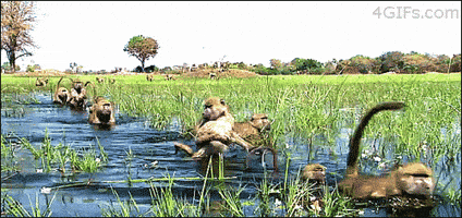 🎁 Bonus Fofocoins : La réponse surprise