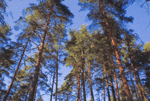 Quelle est la Forêt Qui ne Doit absolument pas Brûler ??