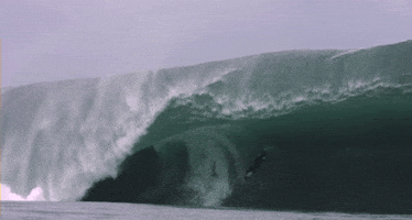 Votre destination de vos rêves du moment et les animaux que vous voudriez rencontrer 🏄🏼‍♀️🦑
