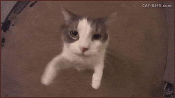 In Love Cat GIF In Love Cat GIF