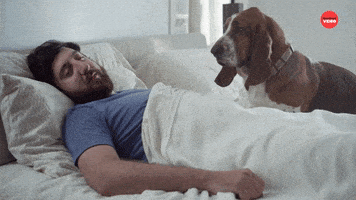 Best Friends Dog GIF by BuzzFeed